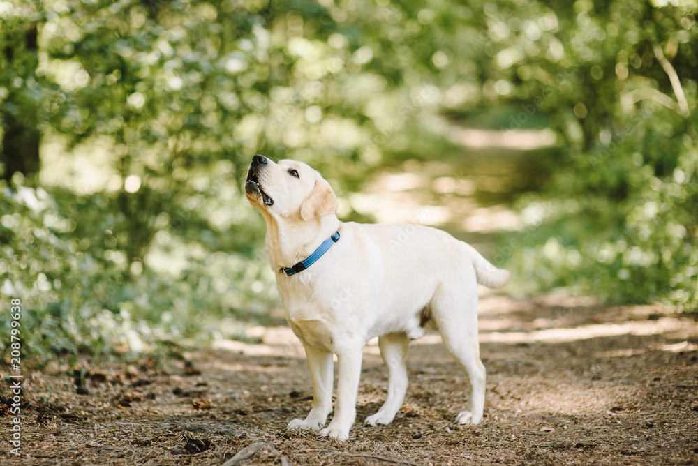 labrador retriever dog walking in park labrador retriever dog walking in park