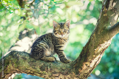 Cute little kitten sitting in a branch of a tree in a garden