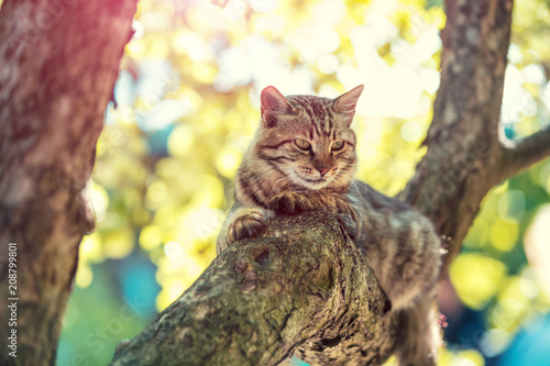 Fototapeta Naklejka Na Ścianę i Meble -  Cute cat sitting in a branch of a tree in a garden