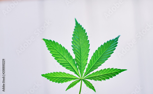 Large sheet of cannabis, marijuana close-up on blurred background. Copy space. Concept of growing hemp
