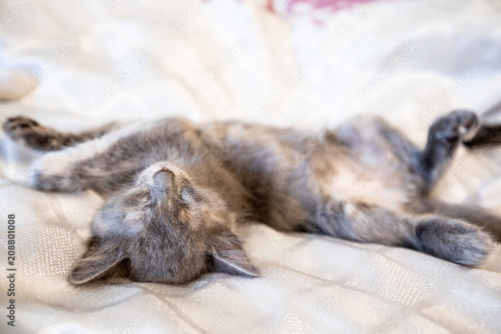 Fototapeta premium Little funny kitten at home.