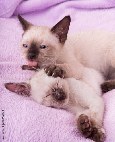 Siamese kitten licking his sister's ear while she sleeps on a purple fleece blanket