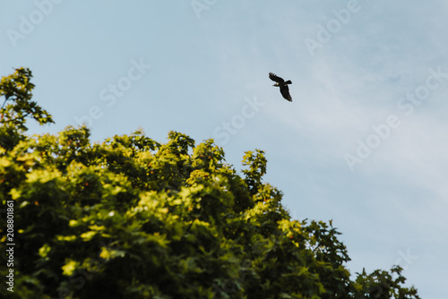Common Raven Flying in a Blue Sky © Pavel