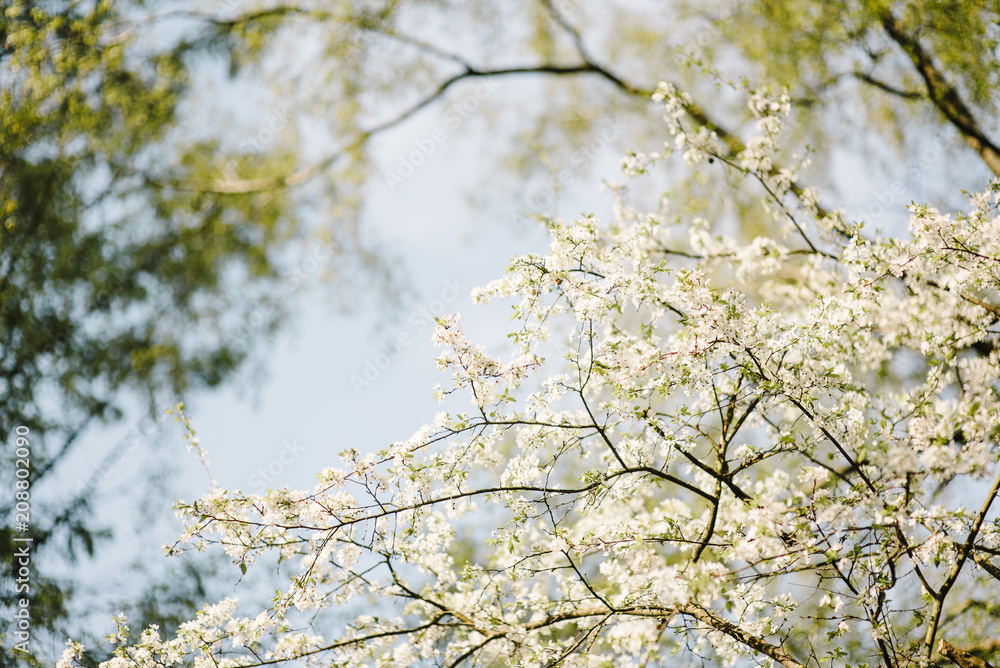 Spring color background. Beautiful nature scene with a flowering tree. Sunny day. Spring flowers. Beautiful garden. Abstract blurred background Spring color background. Beautiful nature scene with a flowering tree. Sunny day. Spring flowers. Beautiful garden. Abstract blurred background