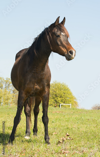 dark bay Arabian horse looking to the right of the viewer, on a grassy spring field
