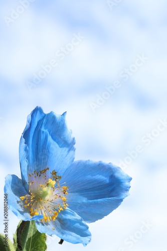 Fototapeta Naklejka Na Ścianę i Meble -  Himalayan blue poppy