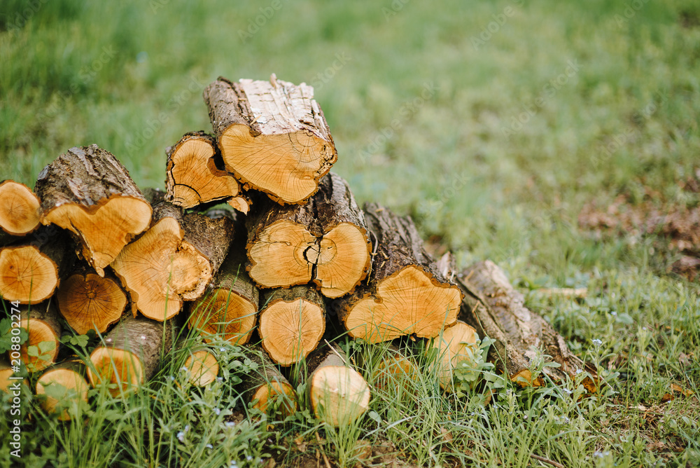 A pile of cut tree trunks giving a nice view of the concentric year rings.Pile of wood logs storage