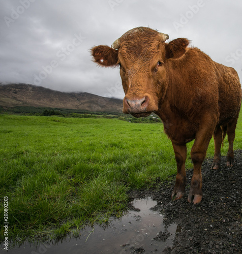Rural Ireland farmland landscape of cow grazing in a field  overcast cloudy skies
