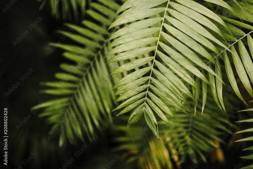 tropical jungle palm foliage