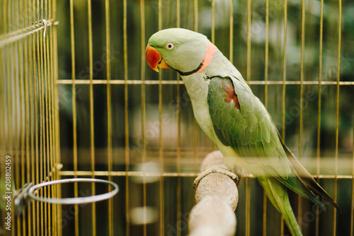 Big colorful parrot in the white cage