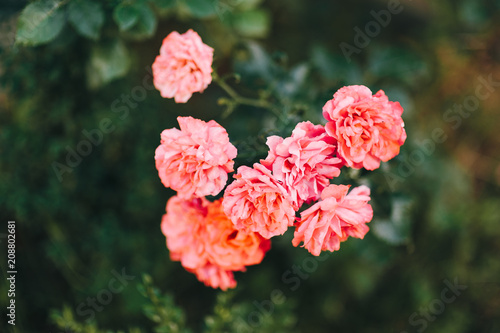 Fototapeta Naklejka Na Ścianę i Meble -  Beautiful flower in the garden
