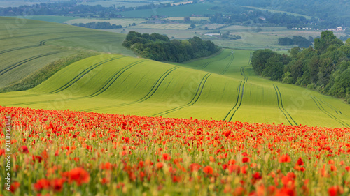 Poppy  field in Sussex photo