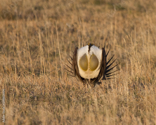 Greater Sage Grouse