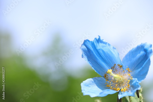 Fototapeta Naklejka Na Ścianę i Meble -  Himalayan blue poppy