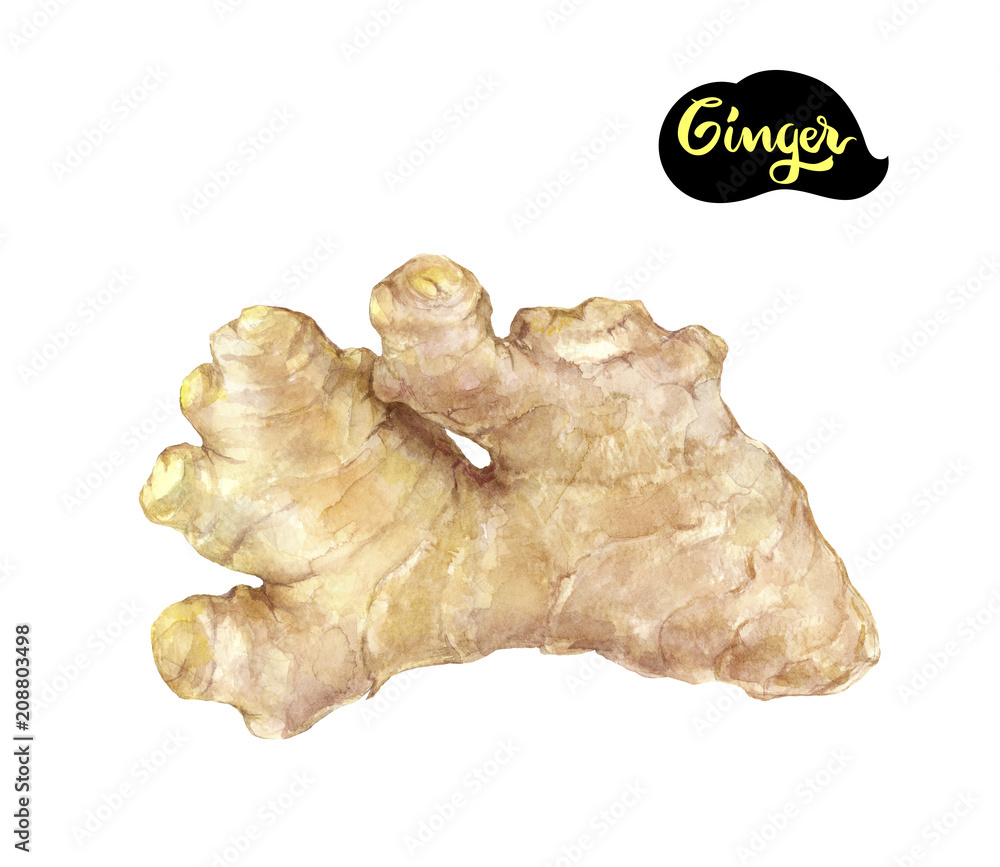 ginger watercolor illustration ginger watercolor illustration