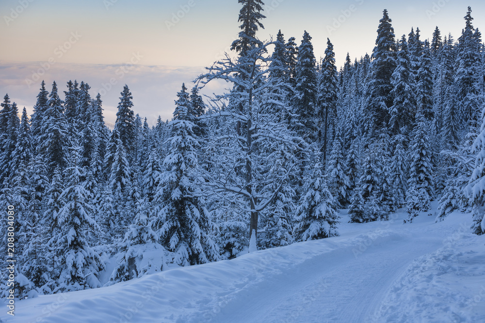 Fototapeta premium Winter wonderland