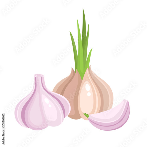 Bright vector collection of colorful different garlic isolated on white
