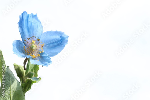 Fototapeta Naklejka Na Ścianę i Meble -  Himalayan blue poppy
