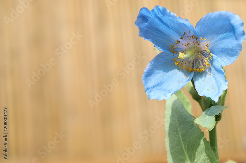 Fototapeta Naklejka Na Ścianę i Meble -  Himalayan blue poppy
