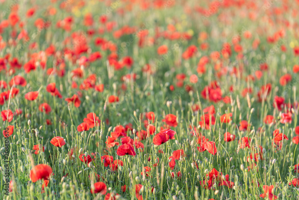 Poppies in field