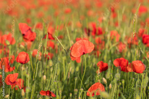 Poppies in Sussex