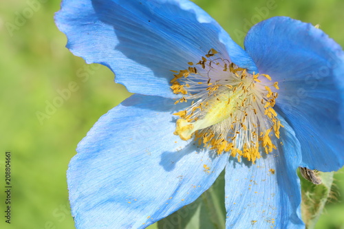 Fototapeta Naklejka Na Ścianę i Meble -  Himalayan blue poppy
