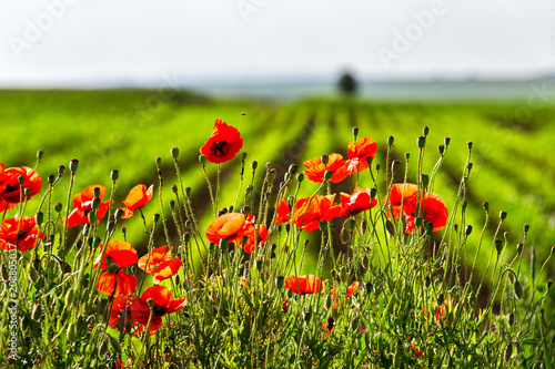 Fototapeta Naklejka Na Ścianę i Meble -  Red poppies flowers blossom on wild field. Natural drugs.