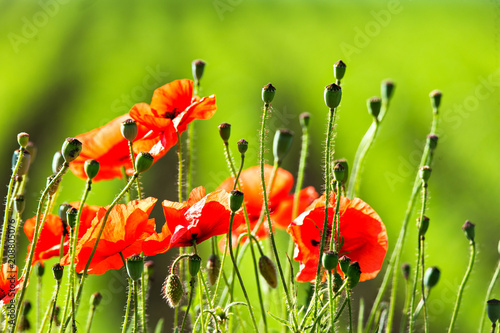 Fototapeta Naklejka Na Ścianę i Meble -  Opium red poppy flowers, botanical plant