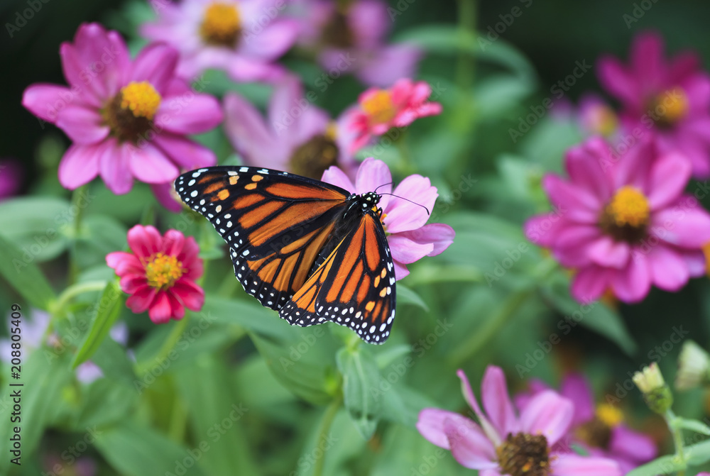 Fototapeta premium Monarch Butterfly na różowym i fioletowym cynie