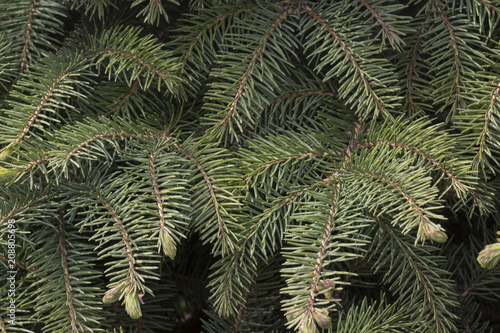 Green fir branches as a background. Pattern.
