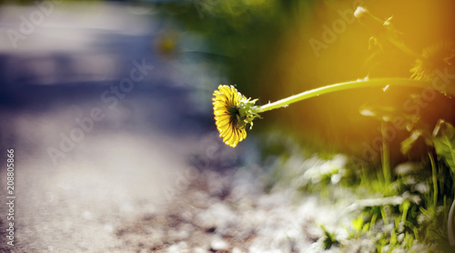 Fototapeta Naklejka Na Ścianę i Meble -  Abstract background with a yellow flower - a dandelion