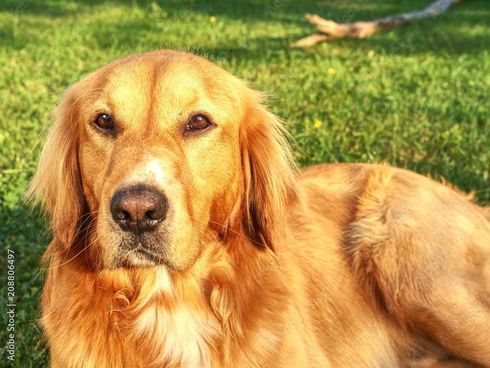 Portrait of Golden Retriever dog on grass. Healthy athletic body