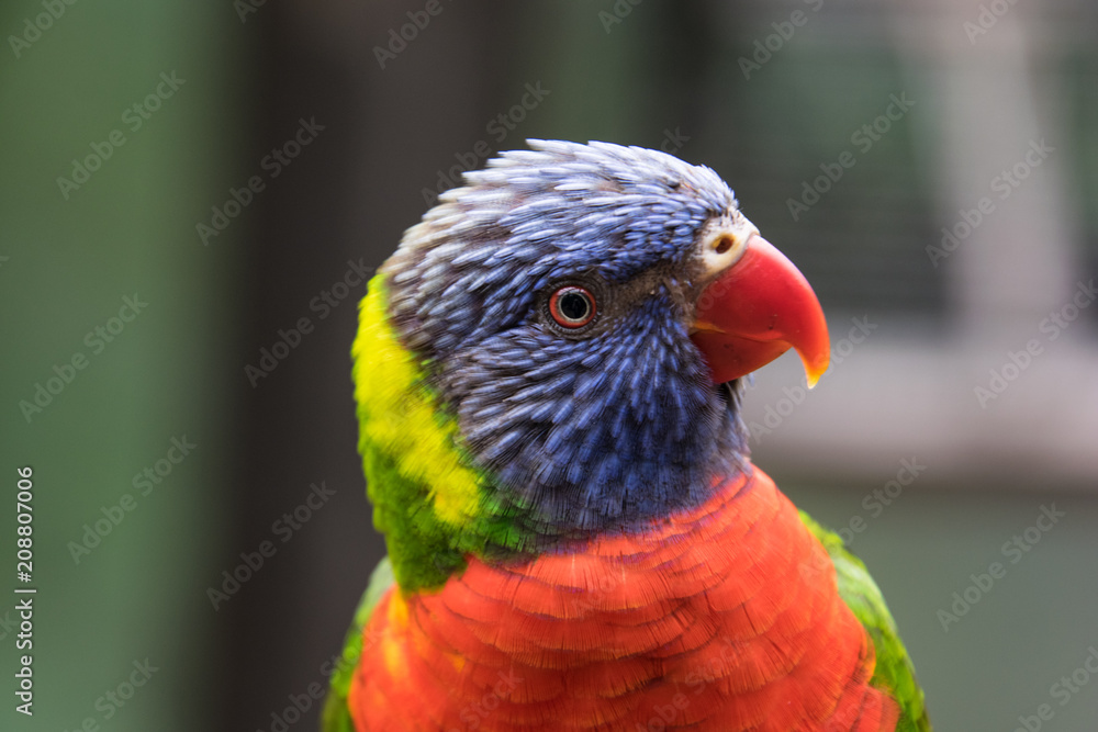 lorikeet close up, head and neck, close up lorikeet close up, head and neck, close up