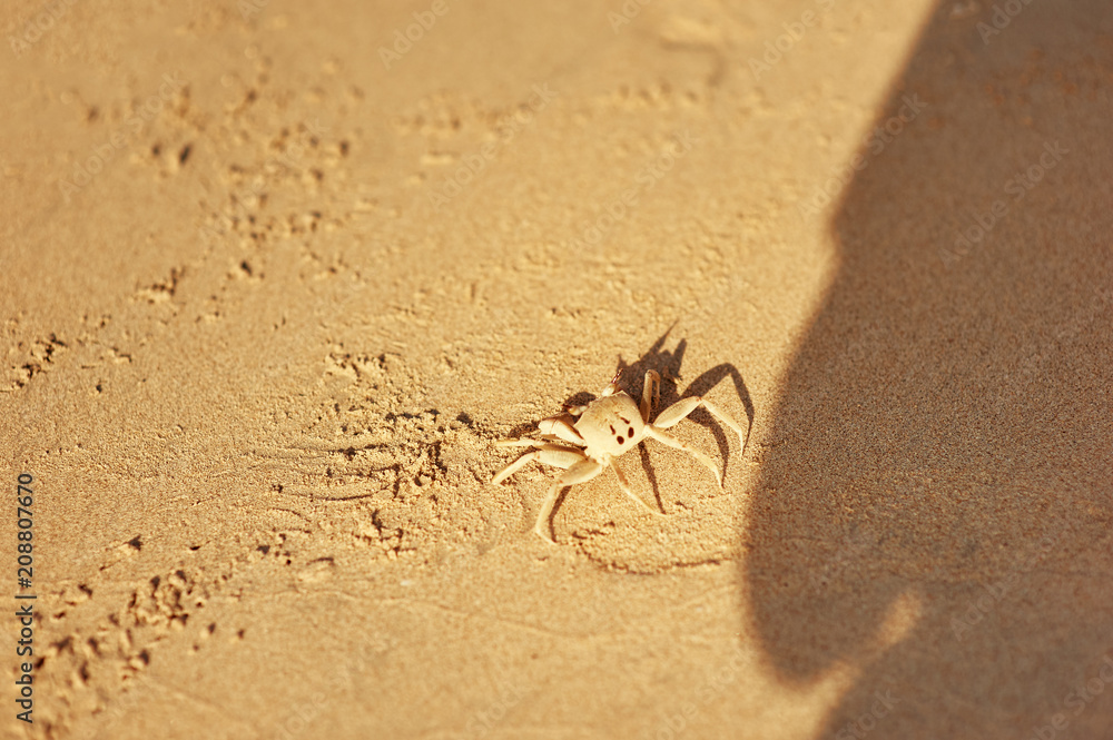 Crab on sand beach. Crab on sand beach.