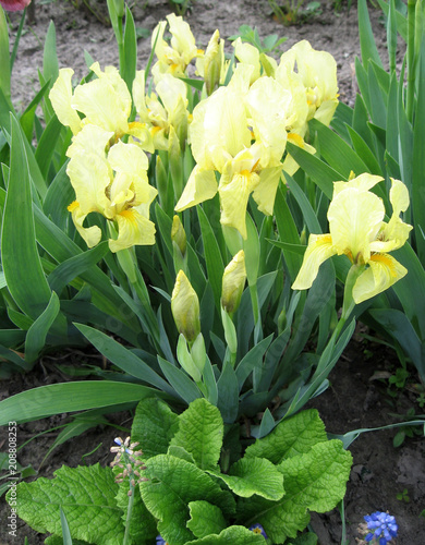 Colorful irises in the garden, perennial garden. Gardening. Bearded iris Group of yellow irises in the Ukrainian Garden. photo