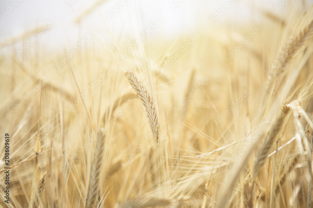 Fototapeta premium Wheat Beards.Wheat field morning sunrise and yellow sunshine 