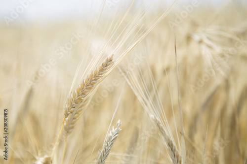 Wheat Beards.Wheat field morning sunrise and yellow sunshine 