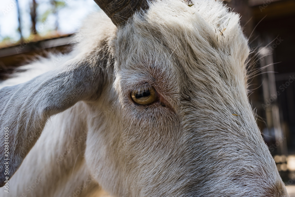 Ziegenkopf, Ziege im Zoo, Tierpark, Streichelzoo Ziegenkopf, Ziege im Zoo, Tierpark, Streichelzoo