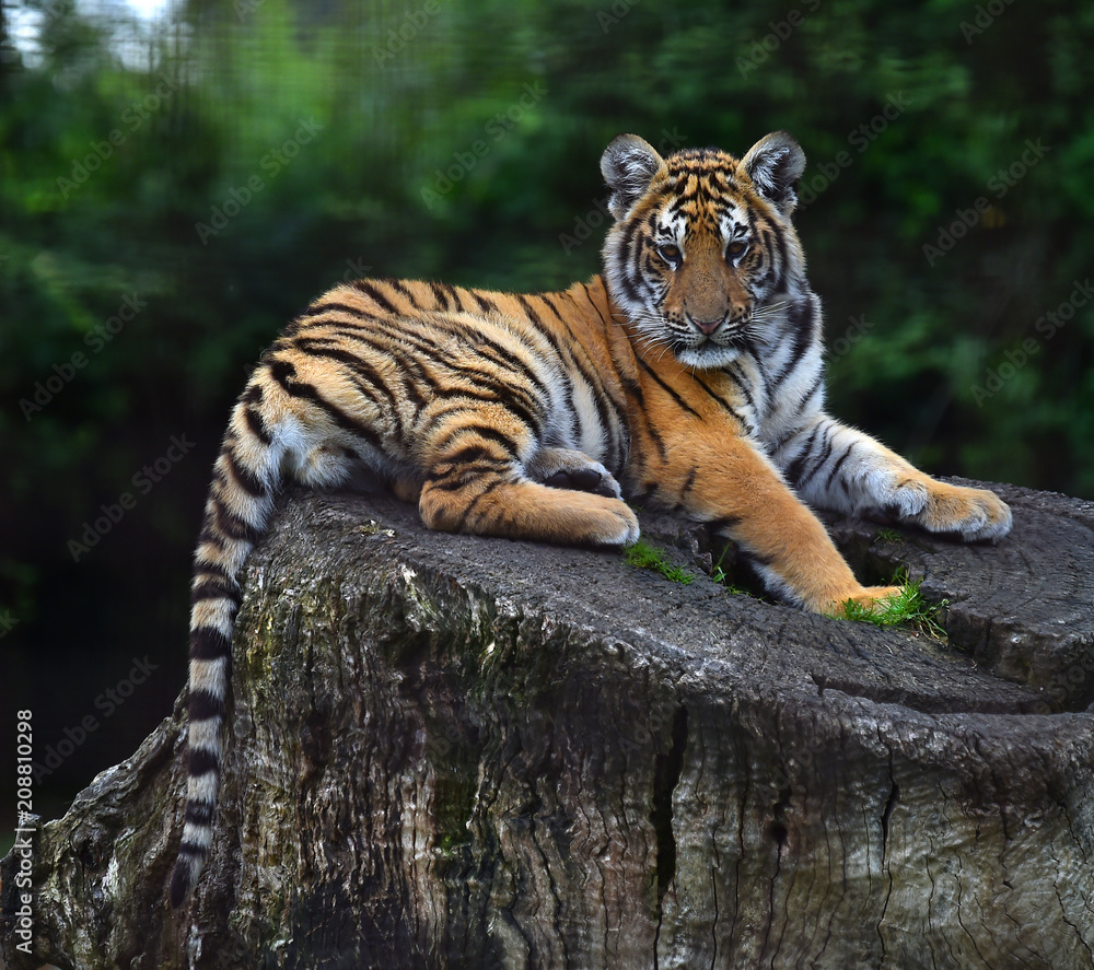 Obraz premium tigre siberiano bebe