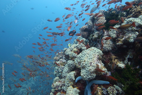 Colorful reef fish blue ocean and bright coral underwater