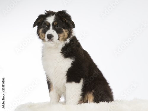 Australian shepherd dog puppy in a studio with white background. 11 weeks old puppy isolated on white.