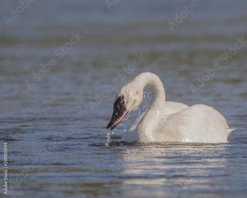 Trumpeter Swan