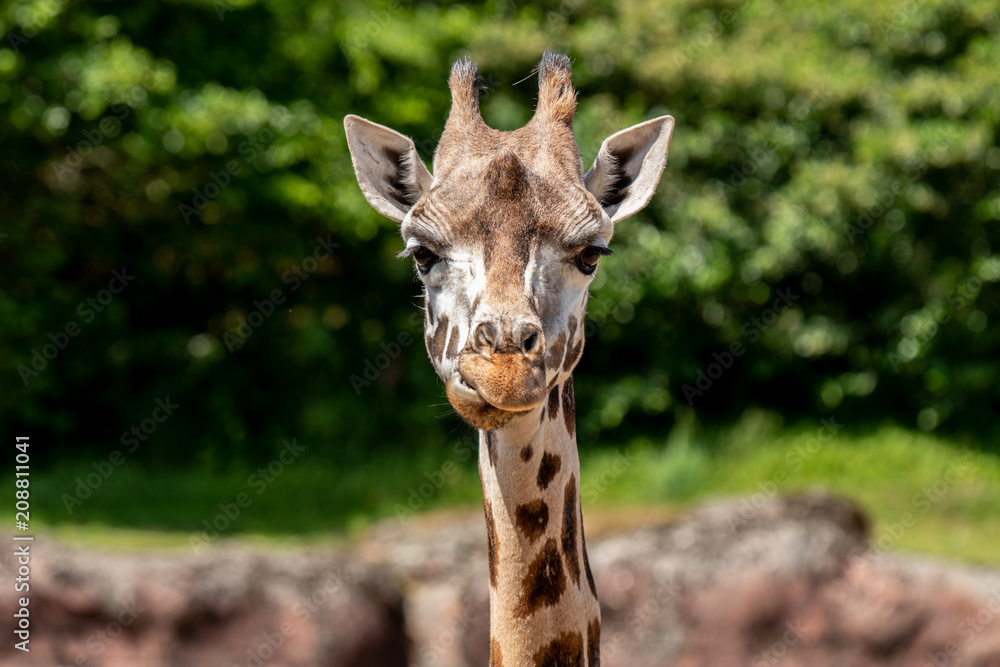 head of a giraffe