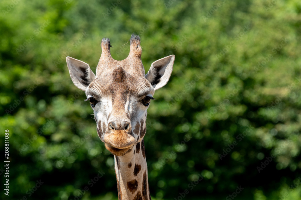 funy face of a giraffe funy face of a giraffe