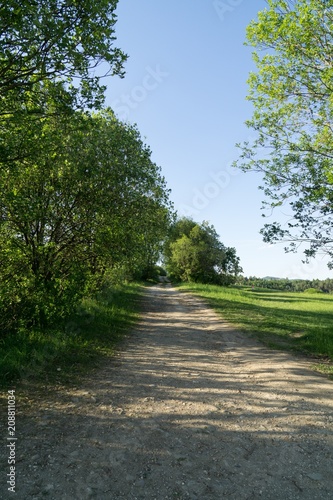 Magic trees and paths in the forest and on meadow. Slovakia