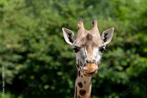 head of a giraffe © Ronny