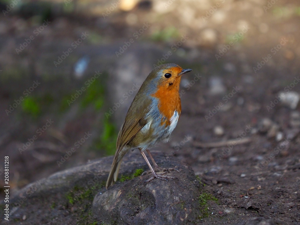 Robin Robin