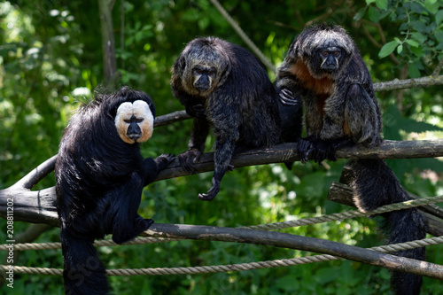 white-faced saki monkeys 