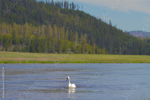 Trumpeter Swan