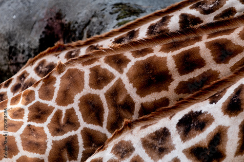 Photography pattern of the skin of giraffes